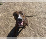 Small #2 American Pit Bull Terrier-Plott Hound Mix