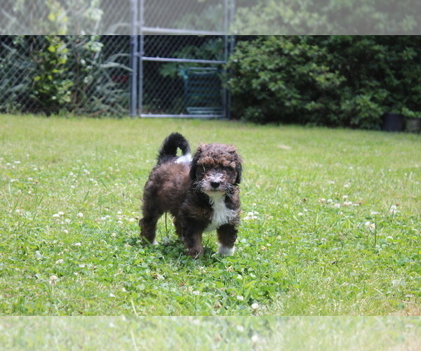 Medium Photo #2 F2 Aussiedoodle Puppy For Sale in KINSTON, NC, USA