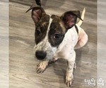 Small #4 Mutt