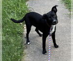 Small #6 American Pit Bull Terrier Mix