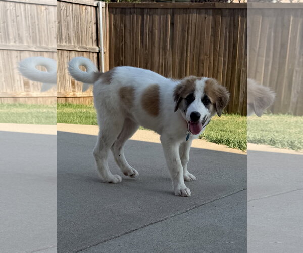 Medium Photo #3 Great Pyrenees-Unknown Mix Puppy For Sale in Dallas, TX, USA