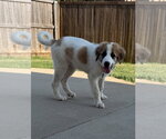 Small #2 Great Pyrenees Mix