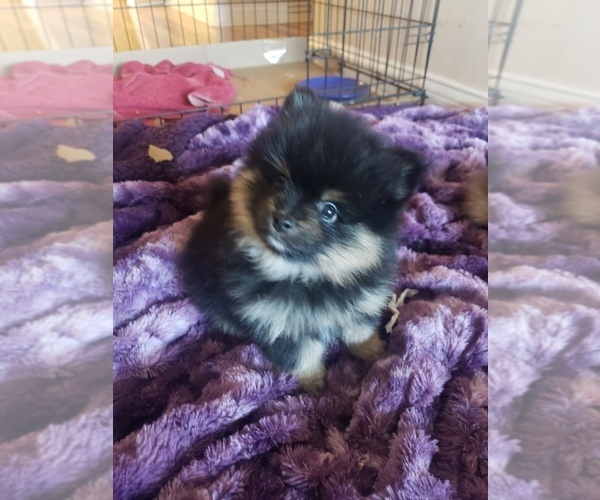 Medium Photo #4 Pomeranian Puppy For Sale in LAKE ELSINORE, CA, USA