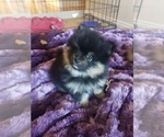 Small Photo #4 Pomeranian Puppy For Sale in LAKE ELSINORE, CA, USA