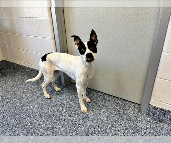 Medium Photo #1 Mutt Puppy For Sale in Grovetown, GA, USA