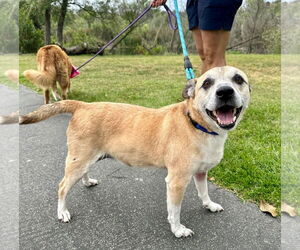 Labrador Retriever-Unknown Mix Dogs for adoption in Newport Beach, CA, USA
