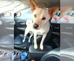 Small #1 Shiba Inu Mix
