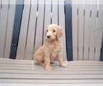 Puppy Maci Goldendoodle