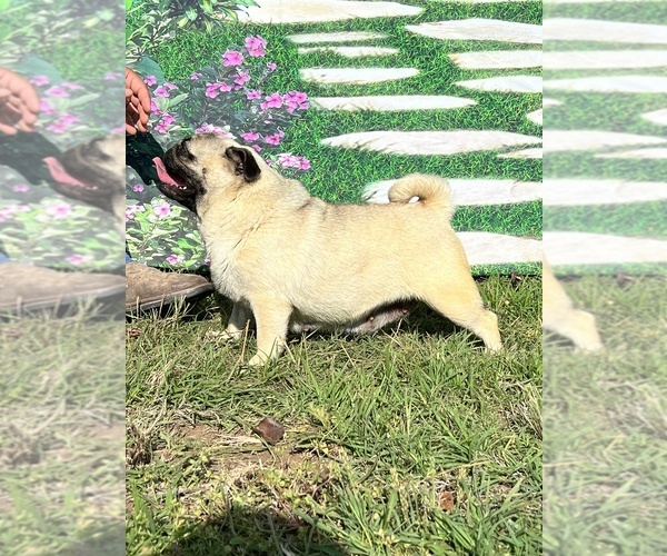 Medium Photo #1 American Lo-Sze Pugg Puppy For Sale in PONDER, TX, USA
