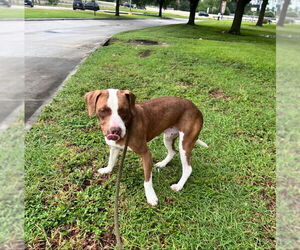 American Staffordshire Terrier-Labrador Retriever Mix Dogs for adoption in Winston Salem, NC, USA