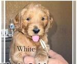 Puppy White Double Doodle