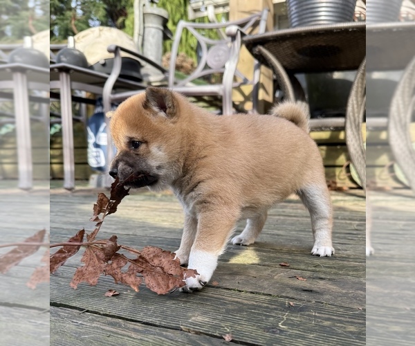 Medium Photo #5 Shiba Inu Puppy For Sale in SNOHOMISH, WA, USA