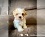 Small Photo #2 Shorkie Tzu Puppy For Sale in RIPLEY, MS, USA