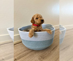 Puppy 3 Goldendoodle (Miniature)