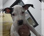 Small American Pit Bull Terrier