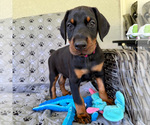 Small #1 Doberman Pinscher
