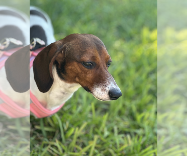 Medium Photo #3 Dachshund Puppy For Sale in Weston, FL, USA