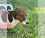 Small #2 Dachshund