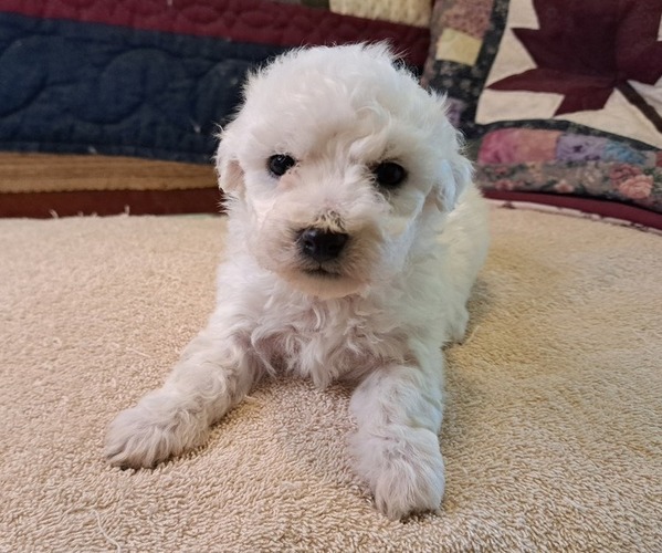 Medium Photo #1 Bichon Frise Puppy For Sale in PELHAM, NH, USA