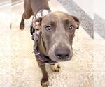 Small #1 Weimaraner