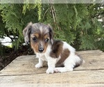 Small #3 Dachshund