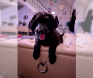 Labradoodle Puppy for sale in RALEIGH, NC, USA