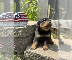 Medium Rottweiler