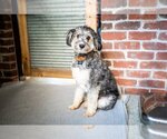 Small Photo #2 Aussiedoodle Miniature  Puppy For Sale in St. Louis Park, MN, USA