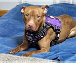 Small Bullboxer Pit