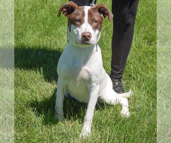 Medium Photo #4 Lab-Pointer Puppy For Sale in Huntley, IL, USA