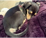 Small #3 Mutt