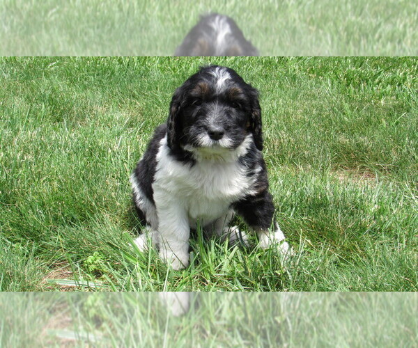 Medium Photo #2 Bernedoodle Puppy For Sale in BIG ROCK, IL, USA