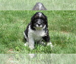 Small #1 Bernedoodle