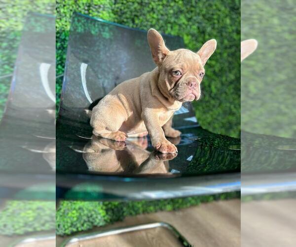 Medium Photo #18 French Bulldog Puppy For Sale in ATHERTON, CA, USA