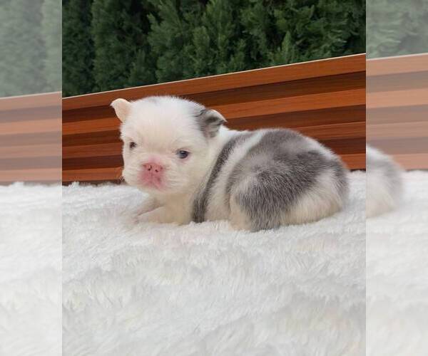 Medium Photo #11 French Bulldog Puppy For Sale in SAN DIEGO, CA, USA