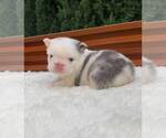 Small #10 French Bulldog