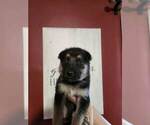 Small Photo #2 German Shepherd Dog Puppy For Sale in PORTAGE, IN, USA