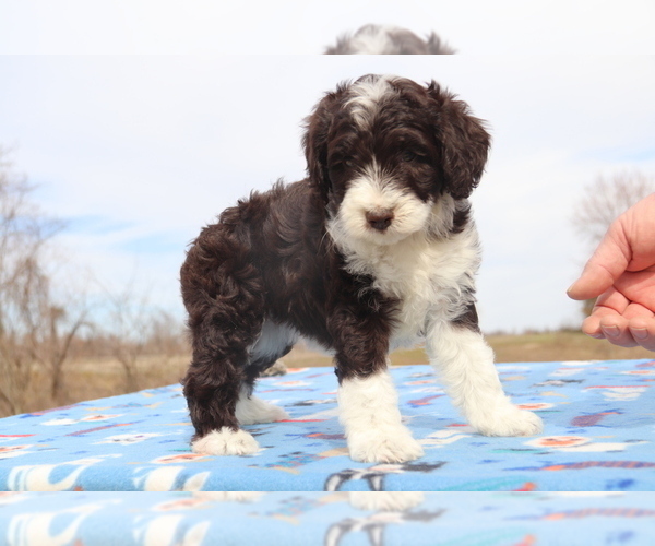 Medium Photo #3 Aussiedoodle Puppy For Sale in UNION CITY, TN, USA