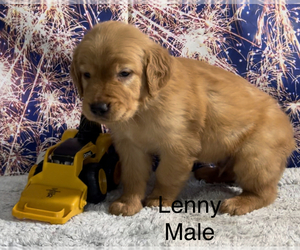 Golden Retriever Puppy for sale in AZLE, TX, USA