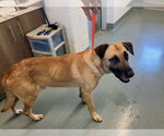 Small Black Mouth Cur-German Shepherd Dog Mix