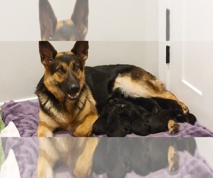 Mother of the German Shepherd Dog puppies born on 12/16/2022