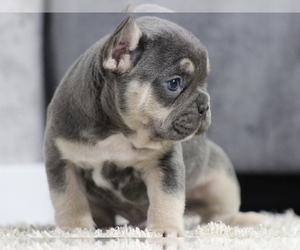 French Bulldog Puppy for sale in NEW YORK, NY, USA