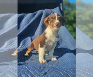 Australian Shepherd-Chihuahua Mix Dogs for adoption in Wakefield, RI, USA