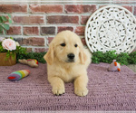 Small #6 Golden Retriever