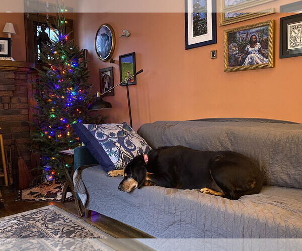 Medium Photo #5 Bloodweiler Puppy For Sale in Princeton, MN, USA