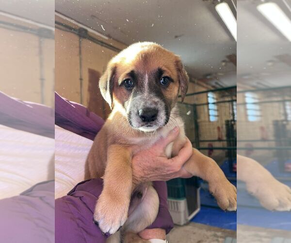 Medium Photo #1 Labrador Retriever-Unknown Mix Puppy For Sale in Calgary, Alberta, Canada