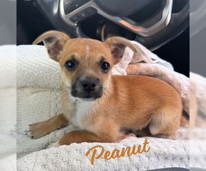 Chihuahua-Unknown Mix Dogs for adoption in HOUSTON, TX, USA