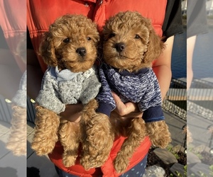 Poodle (Toy) Puppy for sale in MORENO VALLEY, CA, USA