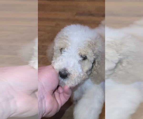 Medium Photo #4 Poodle (Standard) Puppy For Sale in PAONIA, CO, USA