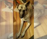 Small Photo #4 German Shepherd Dog-Norwegian Elkhound Mix Puppy For Sale in Winston Salem, NC, USA